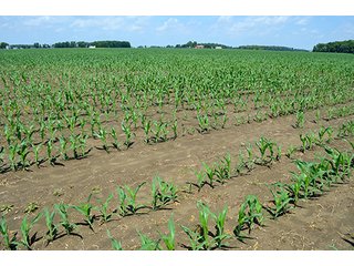 Property photo 113 - LAND AUCTION - 700+/- ACRES OFFERED IN 16 TRACTS IN ALLEN COUNTY, INDIANA